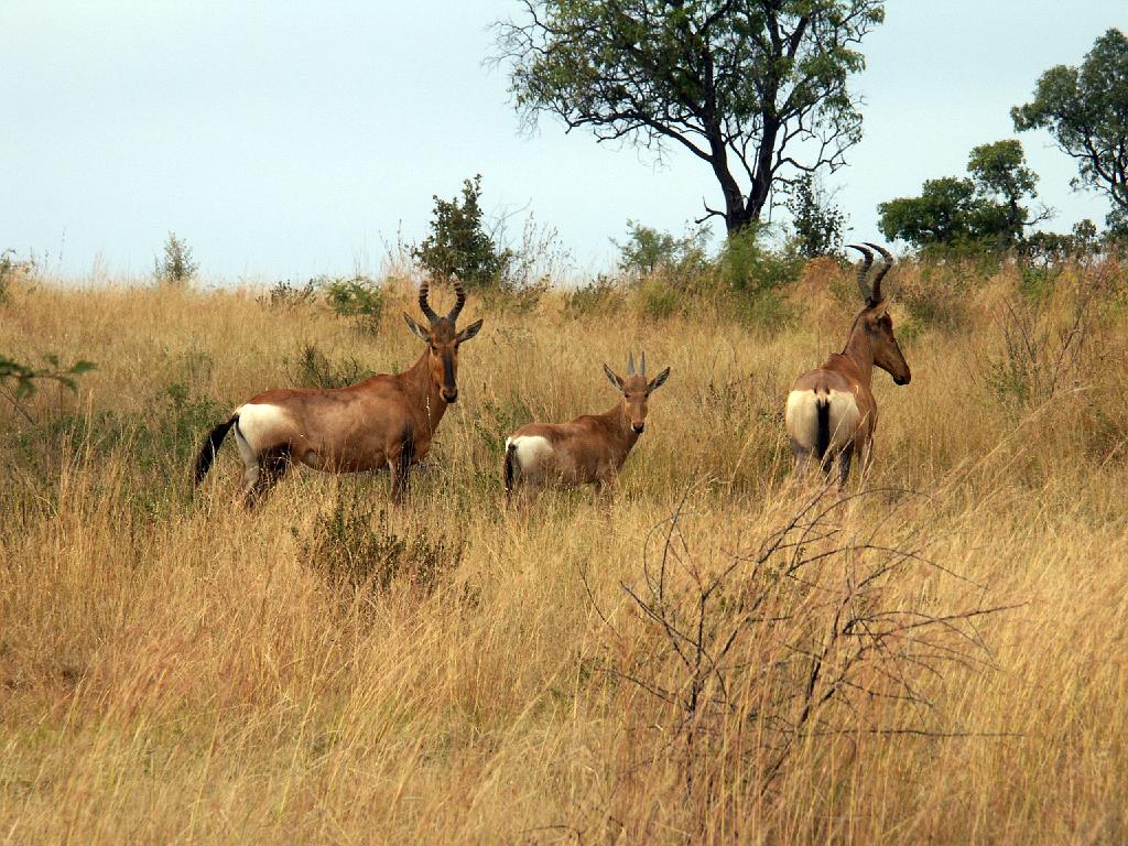 090516_Pilanesberg 089.jpg